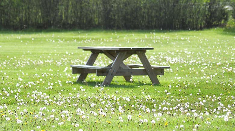 Bench in Middle of Field